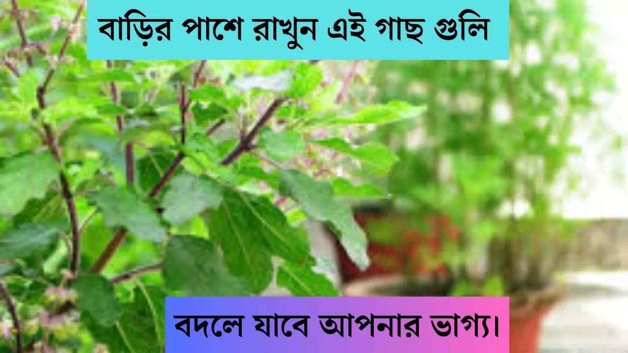 Benefits of houseplants